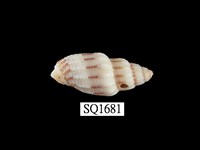 藏品(蛹筆螺)的圖片